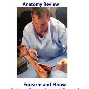CADAVER  Anatomy Review Forearm and Elbow – Cadaver Dissection and Beyond