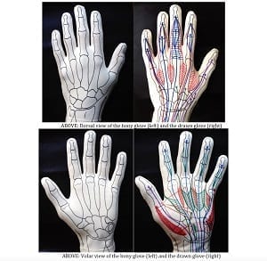 Anatomy Glove Learning System – Glove and 1 year Access to Online Videos